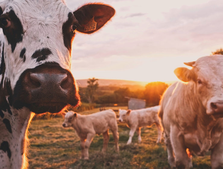 Find a Farm Sanctuary in Your State