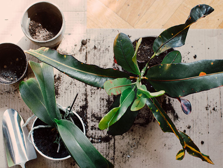 coffee grounds in garden