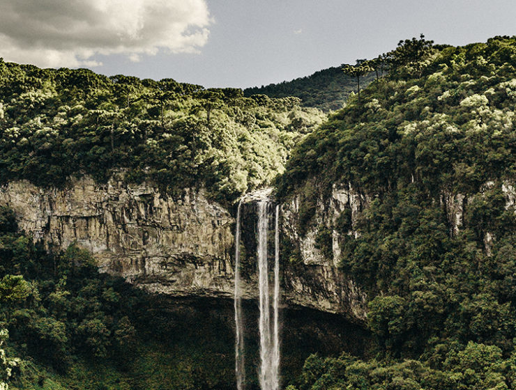 how to save amazon rainforest