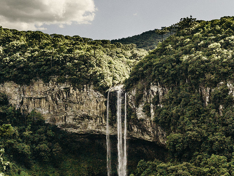 how to save amazon rainforest