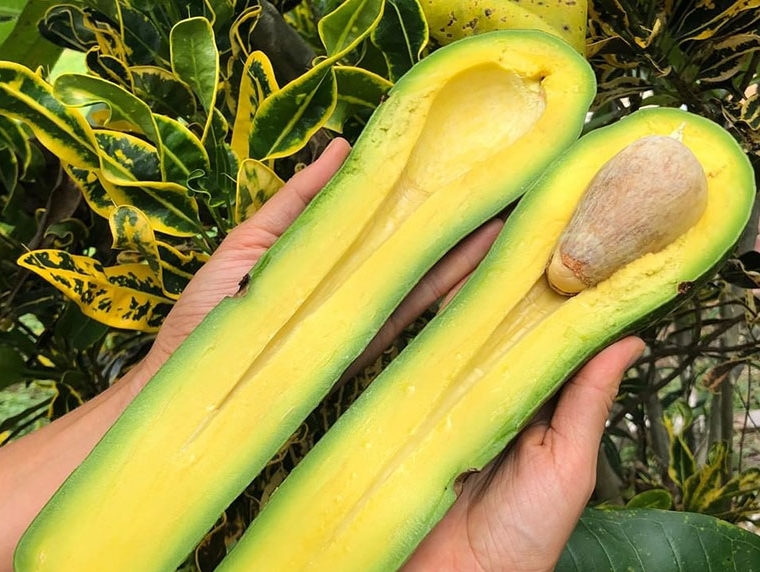 long neck avocado