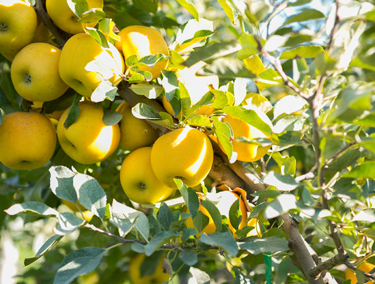 opal apples