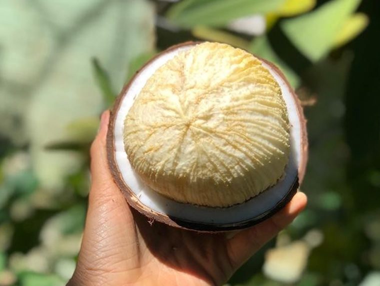 sprouted coconut