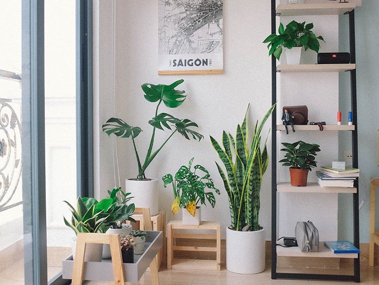 how to clean plant leaves with banana peel